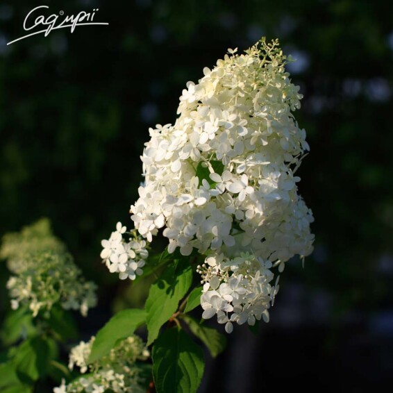 Гортензия метельчатая 'Phantom' #2, C3 - - 3