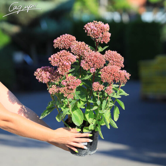 Очиток гібридний 'Herbstfreude' - 5