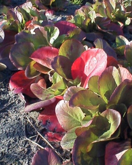 Бадан серцелистий 'Baby Doll' - 2