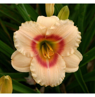 Лілейник 'Siloam Virginia Henson'