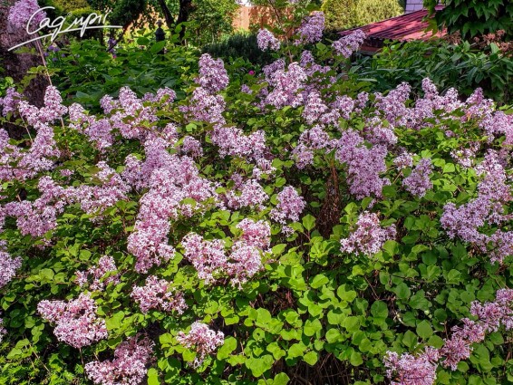 Бузок Мейера 'Palibin' - 5