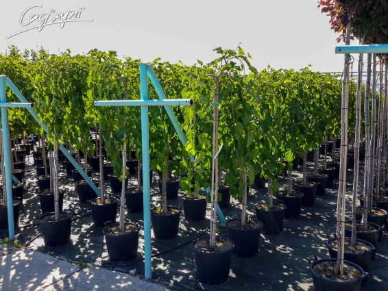 Шовковиця біла 'Pendula' #9, WRB 18--20 200-225 St. 180 - 4