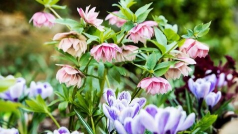 "Сад мрії" начинает новый сезон! В продаже корневища цветов и злаков!