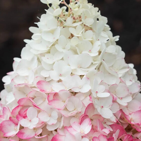 Гортензія волотиста 'Strawberry Blossom' ® #1, С3 - - 4