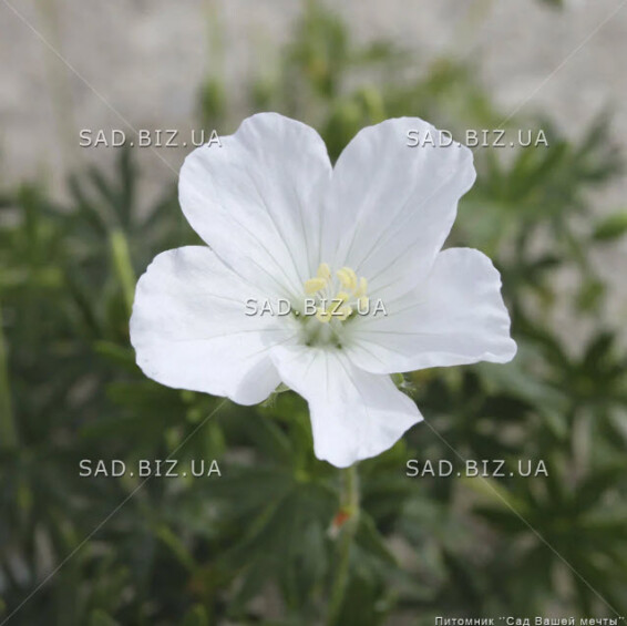 Герань кроваво-червона 'Album' - 1