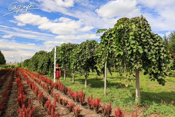 В'яз шорсткий 'Camperdownii' #3, WRB 25--30 250-300 St. 200-225 - 5 В'яз шорсткий 'Camperdownii' #3, WRB 25--30 250-300 St. 200-225 - 5