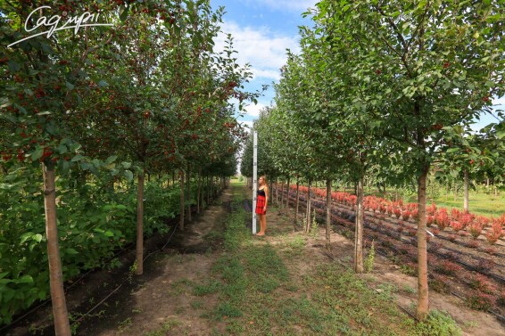 Яблуня 'Mokum' #5, WRB 30--35 600+ St. 150-175 - 7