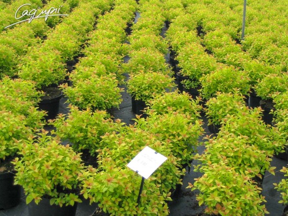 Спірея японська 'Golden Princess' - 5