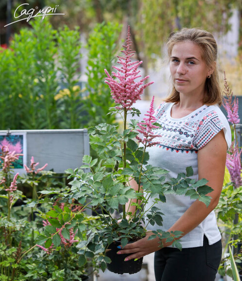 Астільба 'Lilac' - 2 Астільба 'Lilac' - 2