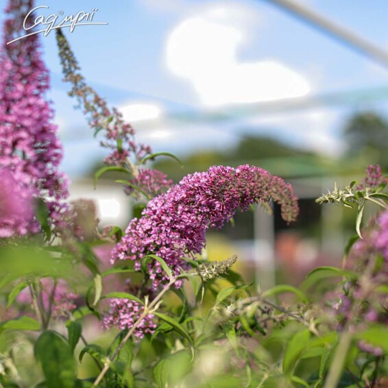 Буддлея Давида 'Pink Delightr' - 1