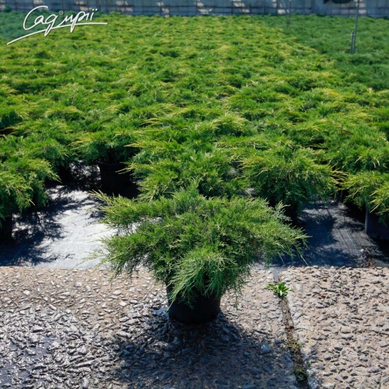 Можжевельник средний 'Pfitzeriana Aurea' #1, C3 - - 2