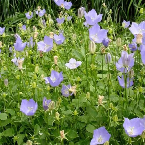 Дзвоник карпатський - 3