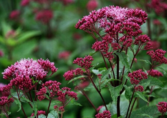 Сідач плямистий 'Baby Joe' - 1