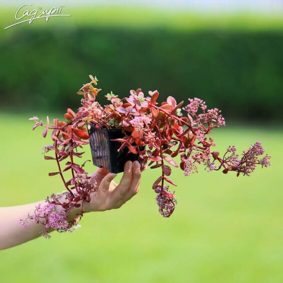 Очиток гібридний 'Sunsparkler Firecracker'® #1, p9 - - 1 Очиток гібридний 'Sunsparkler Firecracker'® #1, p9 - - 1