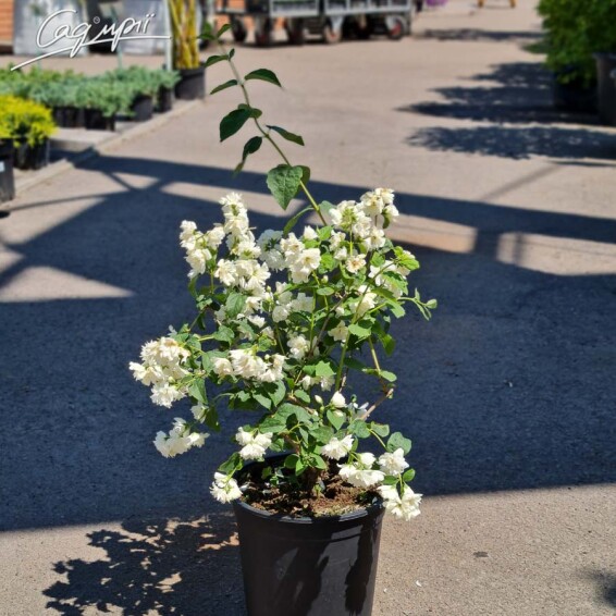 Жасмин садовий 'Schneesturm' - 3