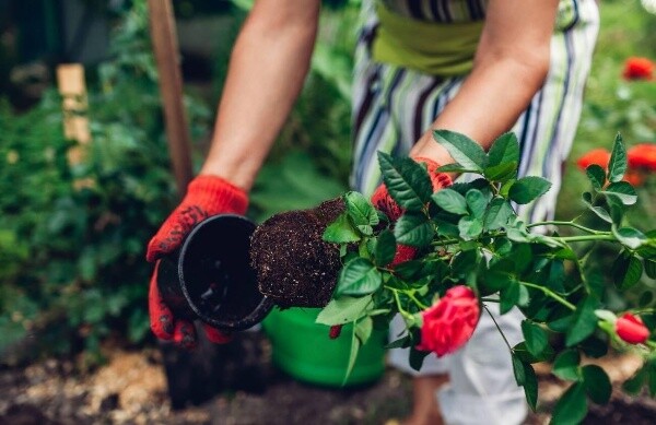 ОСІННЯ ПОСАДКА РОСЛИН - коли саджати, а коли вже не варто
