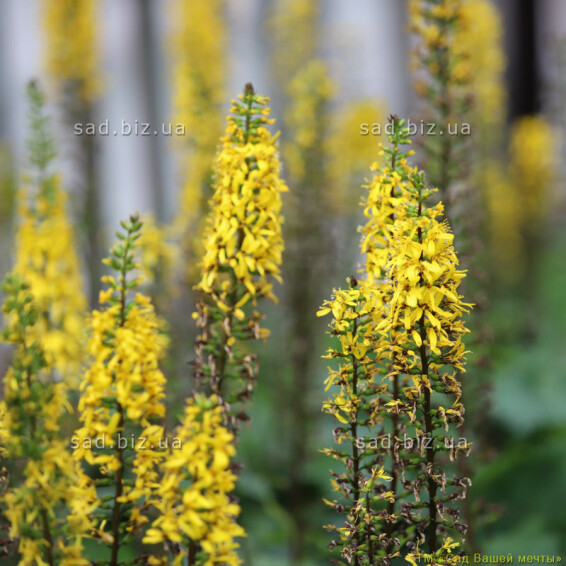 Язичник вузькоголовий 'The Rocket' - 2