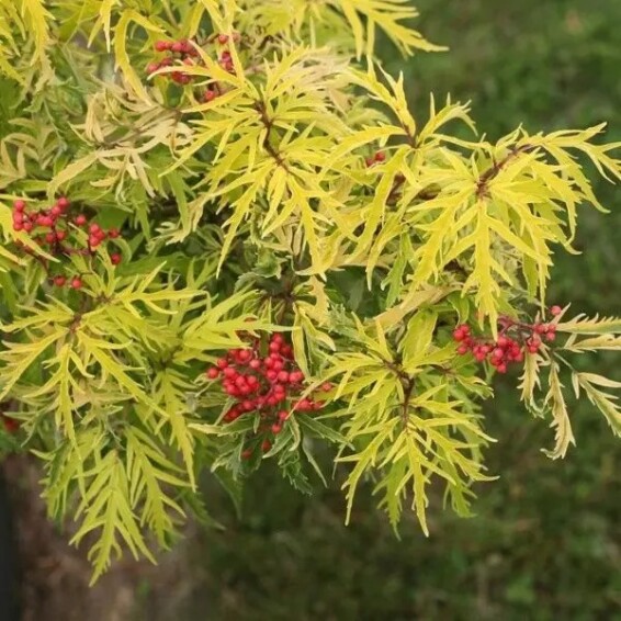 Бузина 'Lemony Lace' - 6 Бузина 'Lemony Lace' - 6