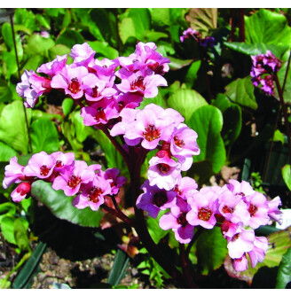 Бадан серцелистий 'Magic Giant'