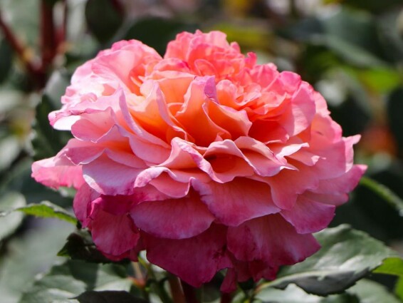 Роза английская парковая 'Augusta Luise' - 8