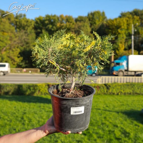 Ялівець віргінський 'Hetz Variegata' - 4