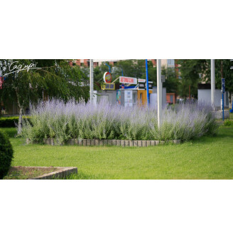 Перовскія лебедолистна 'Lacey Blue' ®