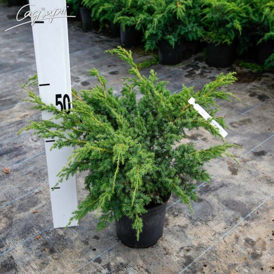 Ялівець китайський 'Blue Alps' - 2