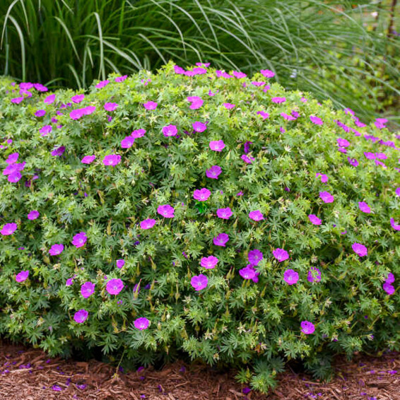Герань кроваво-красная 'New Hampshire Purple', С1,5 - - 2