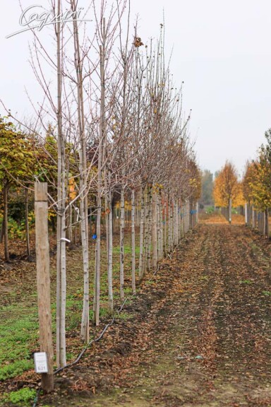 Клен платановидный 'Drummondii' - 6 Клен платановидный 'Drummondii' - 6