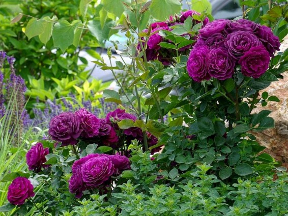 Троянда бордюрна 'Ebb Tide' - 5 Троянда бордюрна 'Ebb Tide' - 5