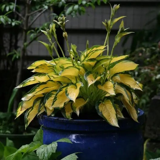 Хоста 'Orange Marmalade' - 1