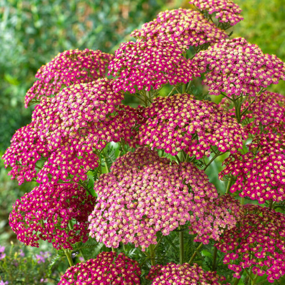 Тысячелистник гибридный 'Rainbow Lightning Pink®' - 1