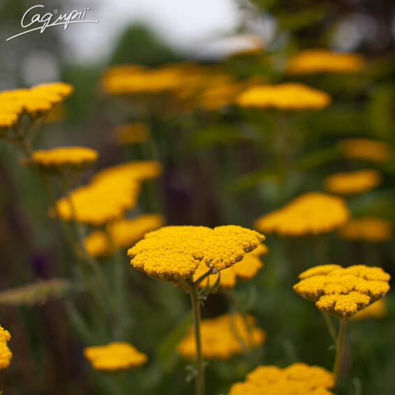 Тысячелистник таволговый 'Coronation Gold' - 8 Тысячелистник таволговый 'Coronation Gold' - 8