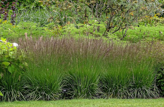 Молінія голуба 'Edith Dudszus' - 4