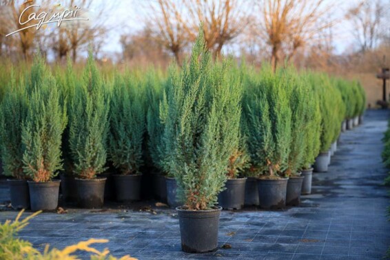 Можжевельник китайский 'Stricta' - 2