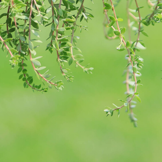 Очиток лозовидный - 2