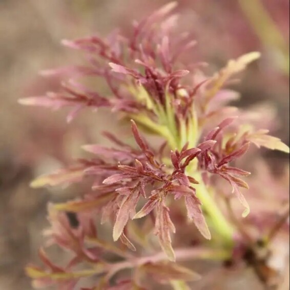 Бузина 'Lemony Lace' #1, С5 - - 7 Бузина 'Lemony Lace' #1, С5 - - 7