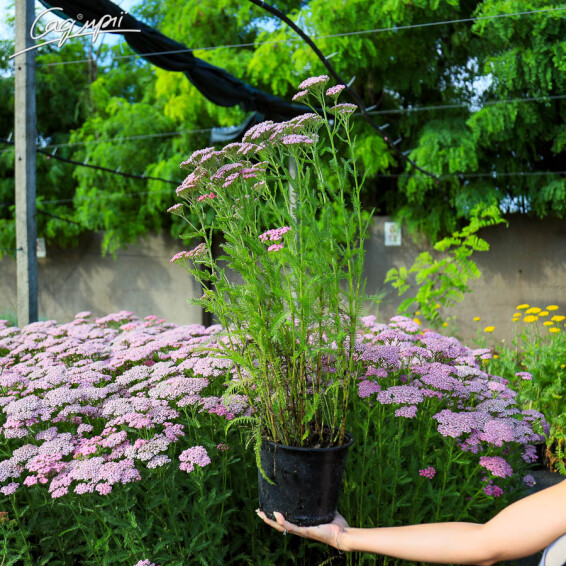 Тысячелистник гибридный 'Tutti Frutti 'Pink Grapefruit' ®' - 10 Тысячелистник гибридный 'Tutti Frutti 'Pink Grapefruit' ®' - 10