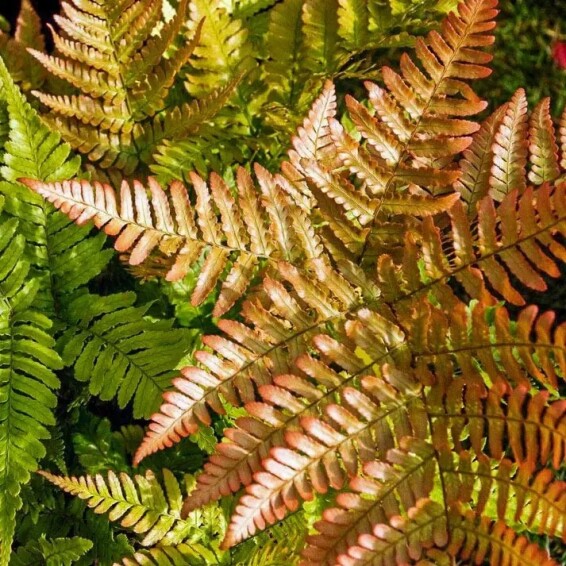 Щитник (папороть) червоносорусовий - 2