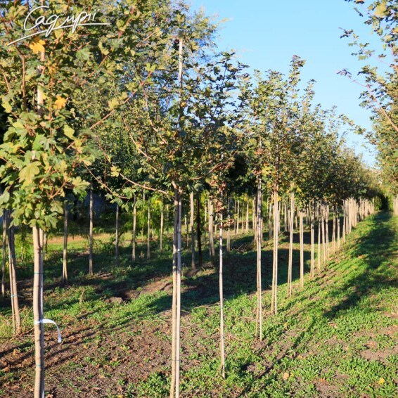 Клен польовий 'Red Shine' - 5