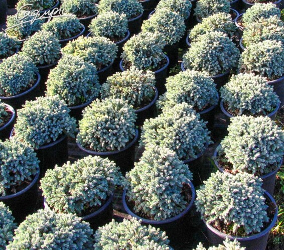 Можжевельник чешуйчатый 'Blue Star' #2, C3 - - - - 6