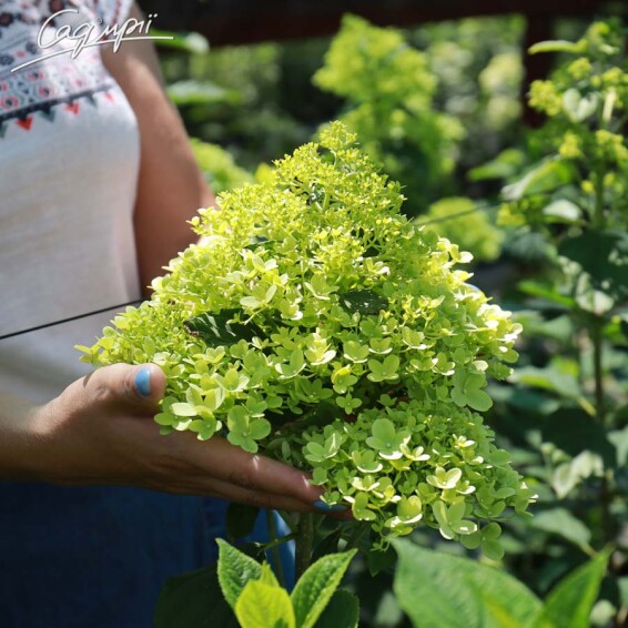 Гортензия метельчатая 'Limelight' ® - 4