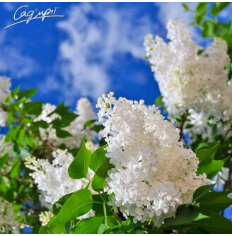 Бузок звичайний 'Miss Ellen Willmott'