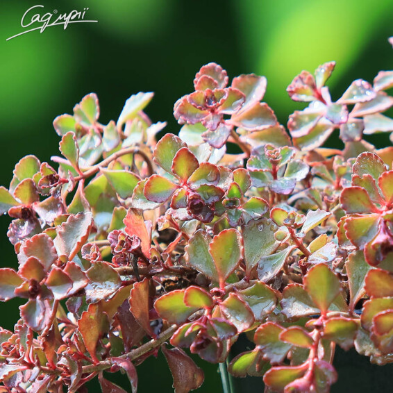 Очиток несправжній Purpurteppich - 3 Очиток несправжній Purpurteppich - 3