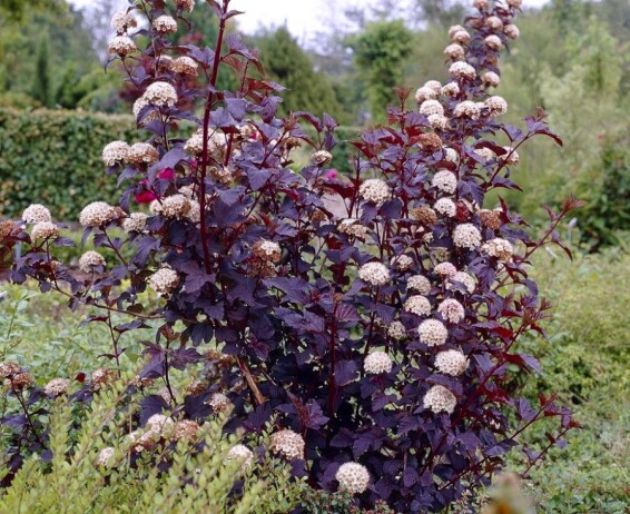 Пухироплідник калинолистний 'Little Angel' #1, C3 - - 6