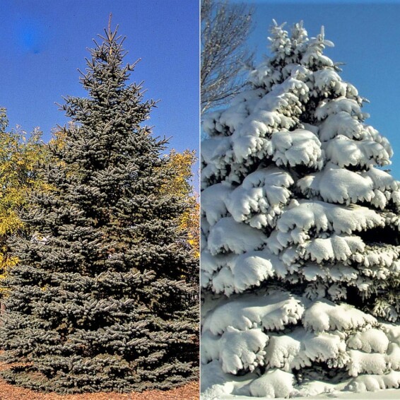 Ель колючая 'Glauca Majestic Blue' #2, WRB - 125-150 - - 2 Ель колючая 'Glauca Majestic Blue' #2, WRB - 125-150 - - 2