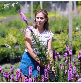 Ліатріс колосковий 'Kobold'