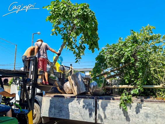 Вяз шершавый 'Pendula' - 8 Вяз шершавый 'Pendula' - 8