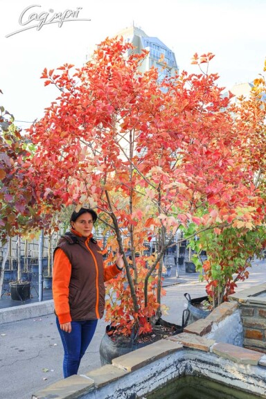 Калина звичайна - 1