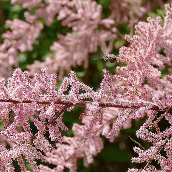 Тамарикс дрібноцвітковий - 6 Тамарикс дрібноцвітковий - 6